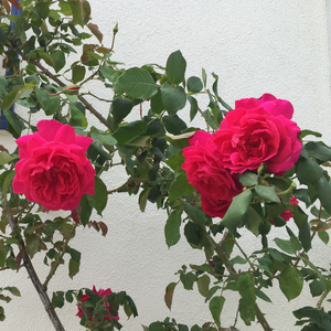Тъмно червено - Чайно хибридни рози 